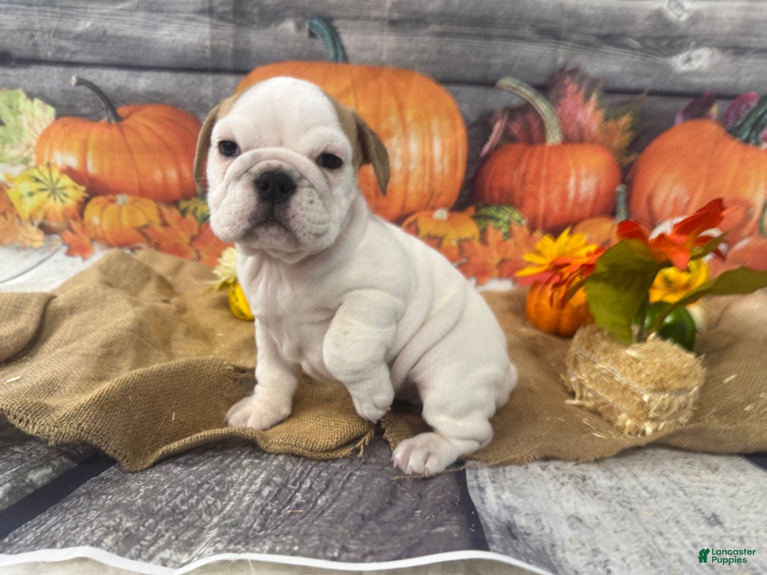 English Bulldog dogs for sale: Snow white - Ad 6