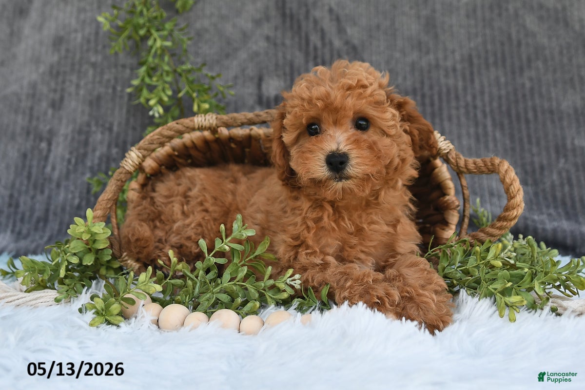 Bichpoo dogs Franci - Ad 2