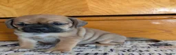 Puggle dogs for sale: Kati - Ad 4