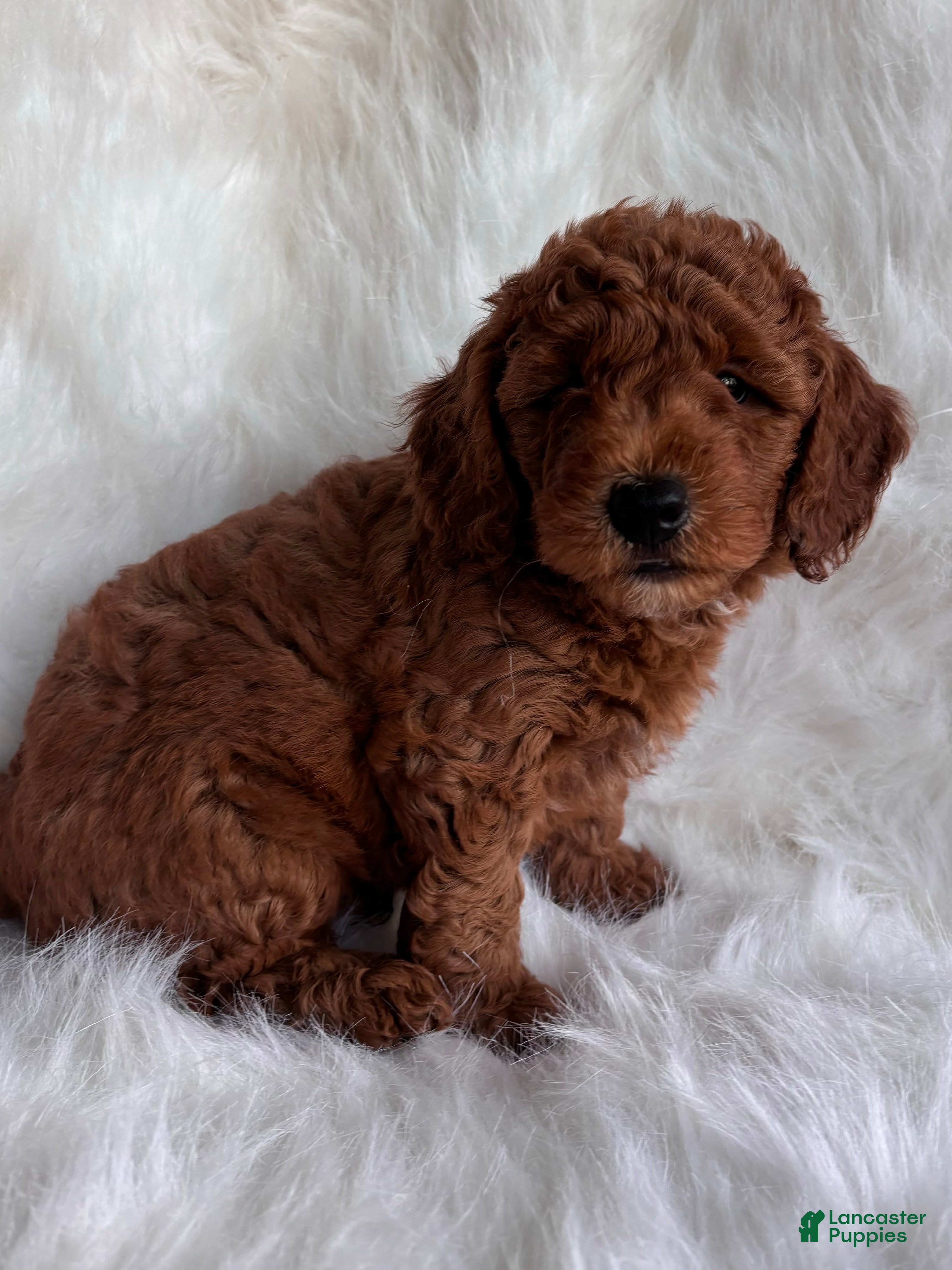 Teacup Miniature Mini Whoodle Whoodle Puppies For Sale Lancaster