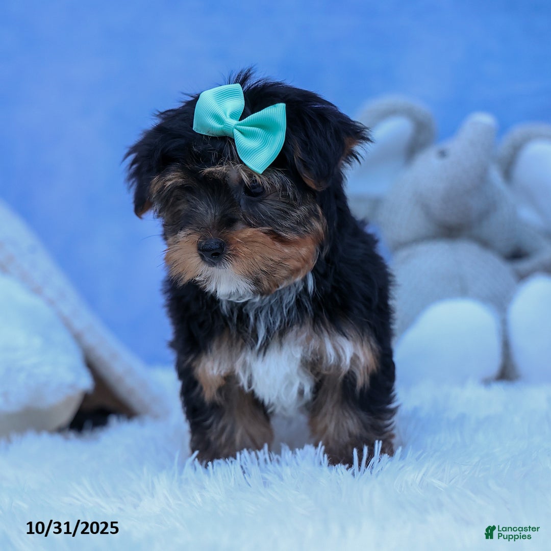 Yorkshire Terrier dogs for sale: Chip - Ad 12
