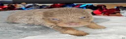Pomeranian dogs for sale: Pepper's The Way You Make Me Feel - "Waylon" - Ad 18
