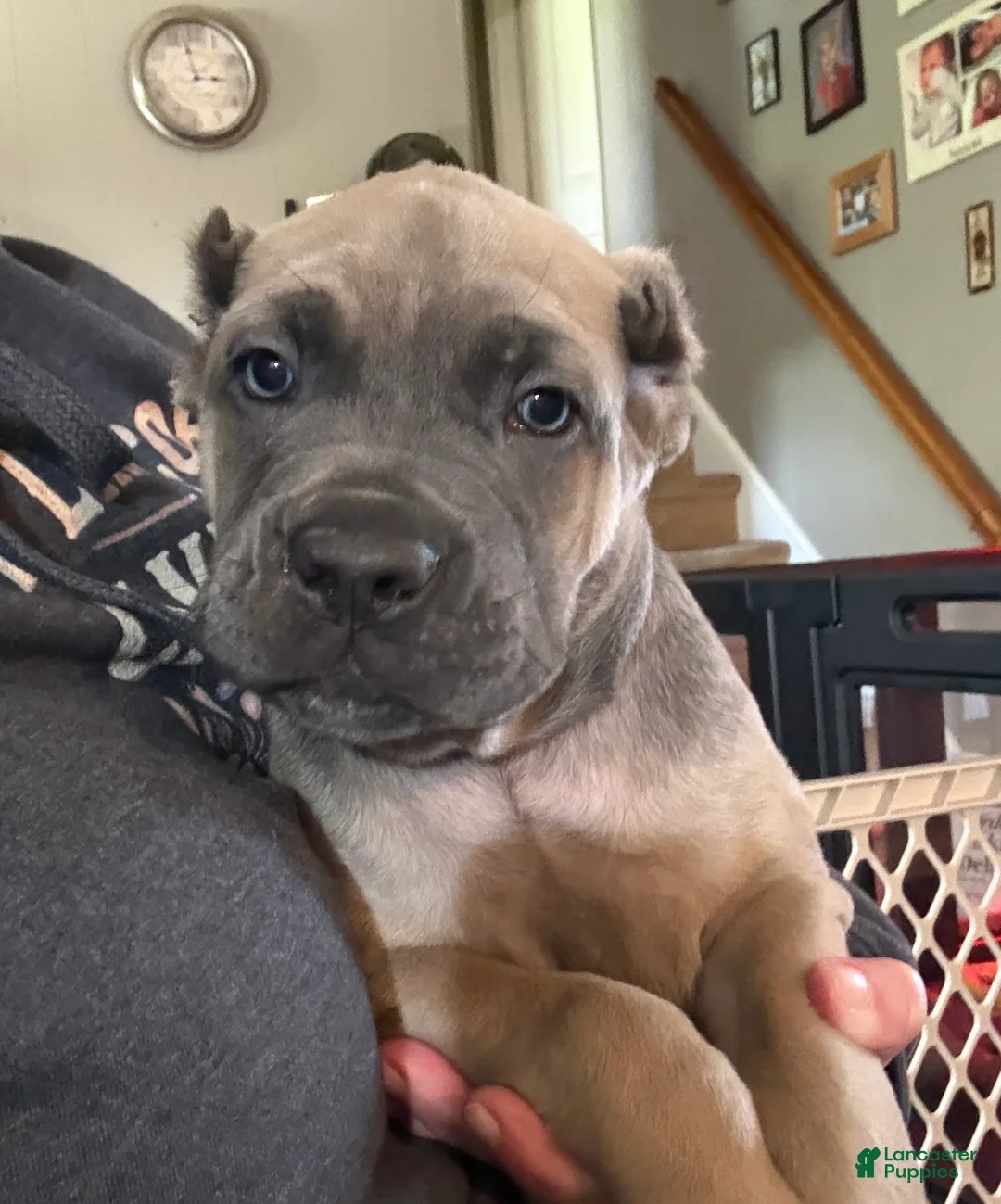 Cane Corso dogs for sale: Cane Corso gray - Ad 2