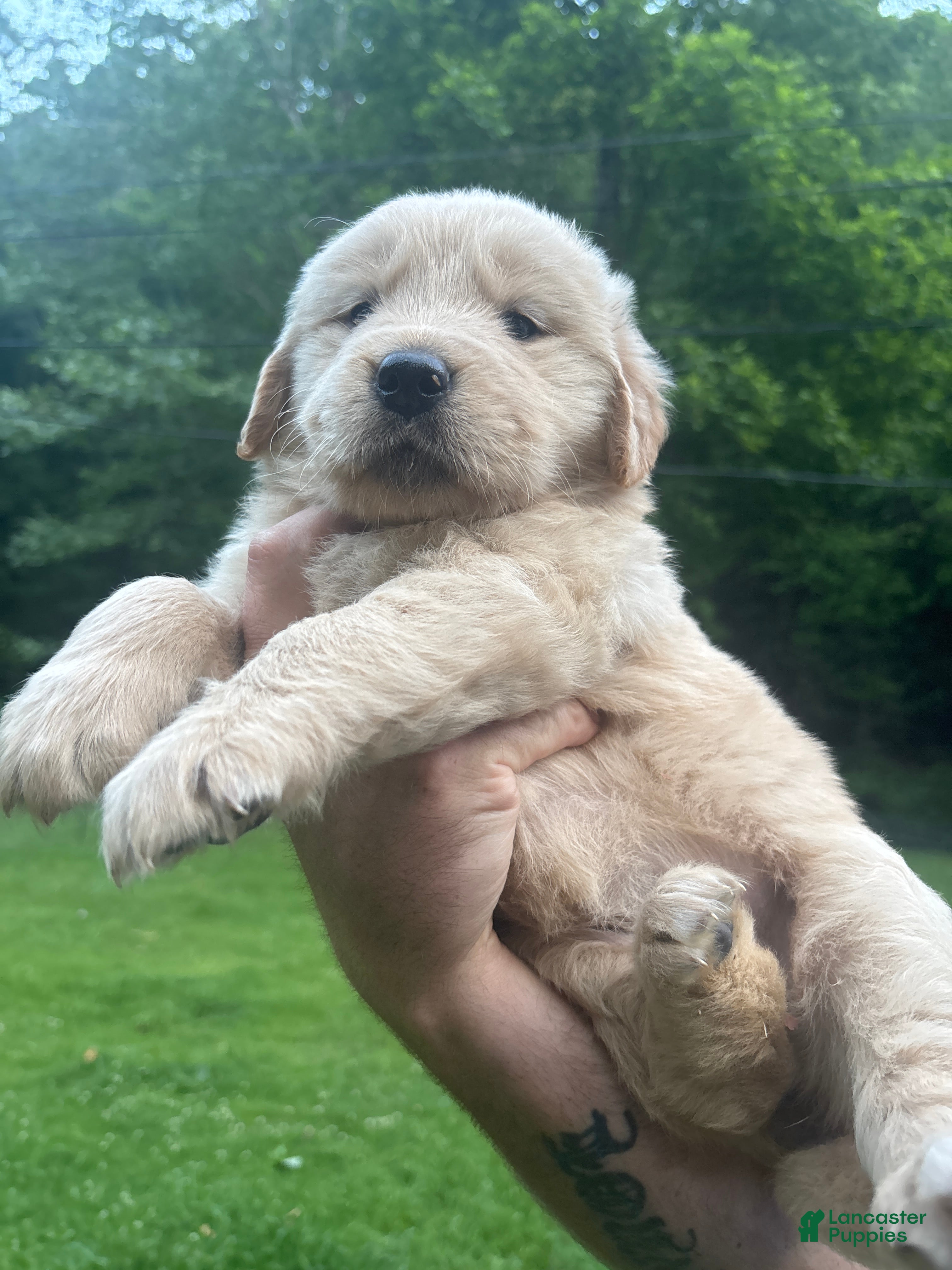 Golden Retriever dogs Golden Retriever Puppy 4 - Ad 36