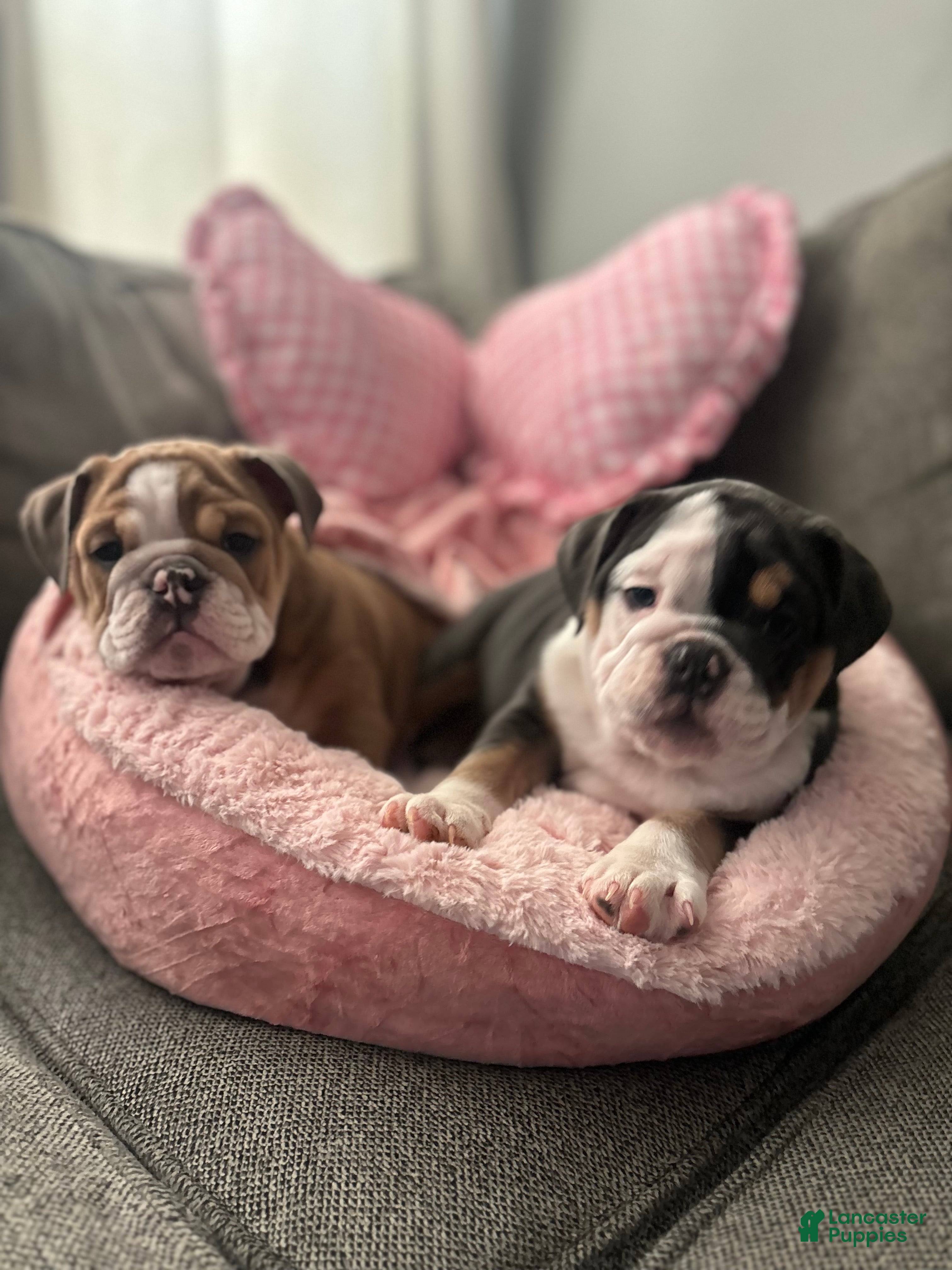 English Bulldog dogs Nani - Ad 6