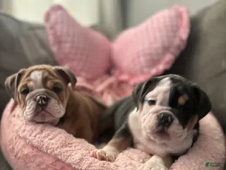 English Bulldog dogs Nani - Ad 6