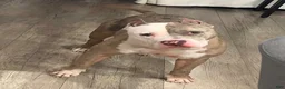 American Bully dogs for sale: American Bully 1 - Ad 5