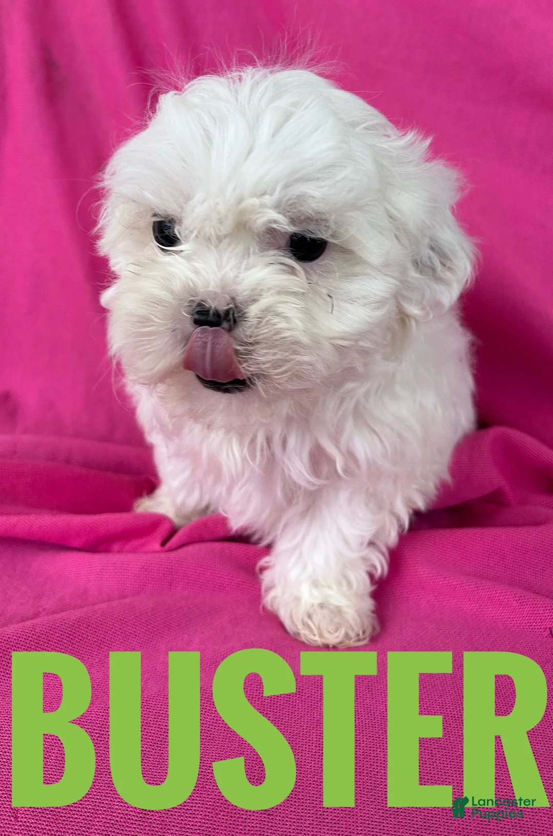 Shihpoo dogs for sale: BUSTER - Ad 2