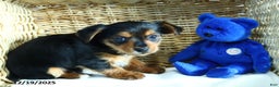 Yorkshire Terrier dogs for sale: Snickers - Ad 4