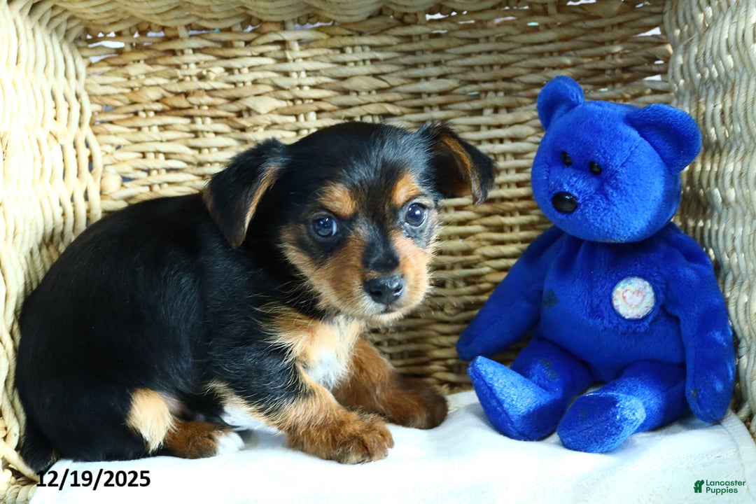 Yorkshire Terrier dogs for sale: Snickers - Ad 4