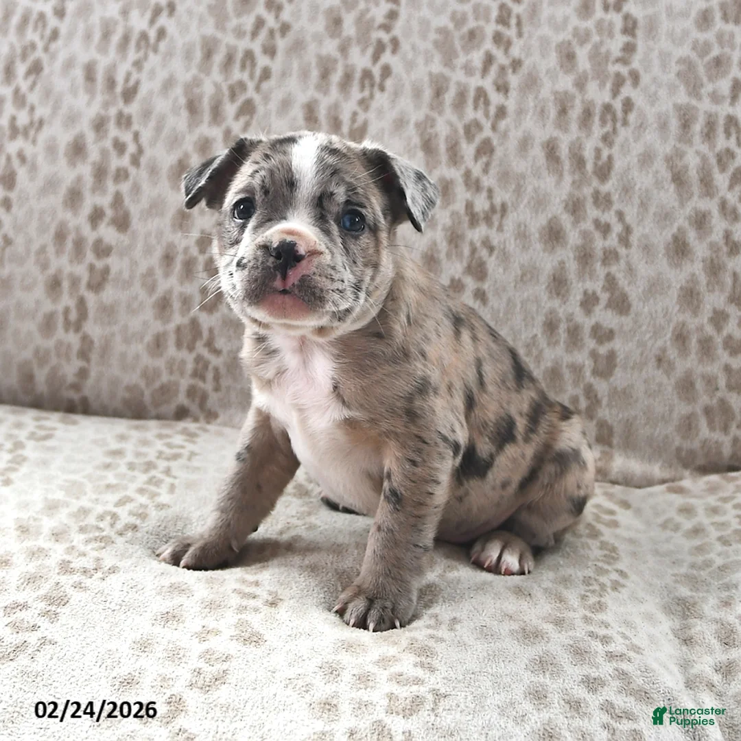 Frenchton dogs for sale: Brandon - Ad 2