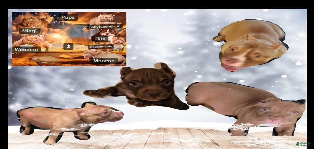 Gallery Image {{count}}