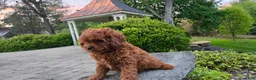 Cavapoo dogs for sale: Henry - Ad 19