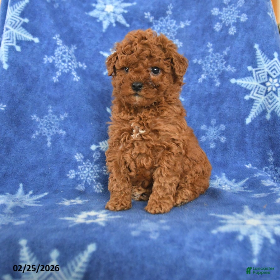 Miniature Poodle dogs for sale: Franklin - Ad 2