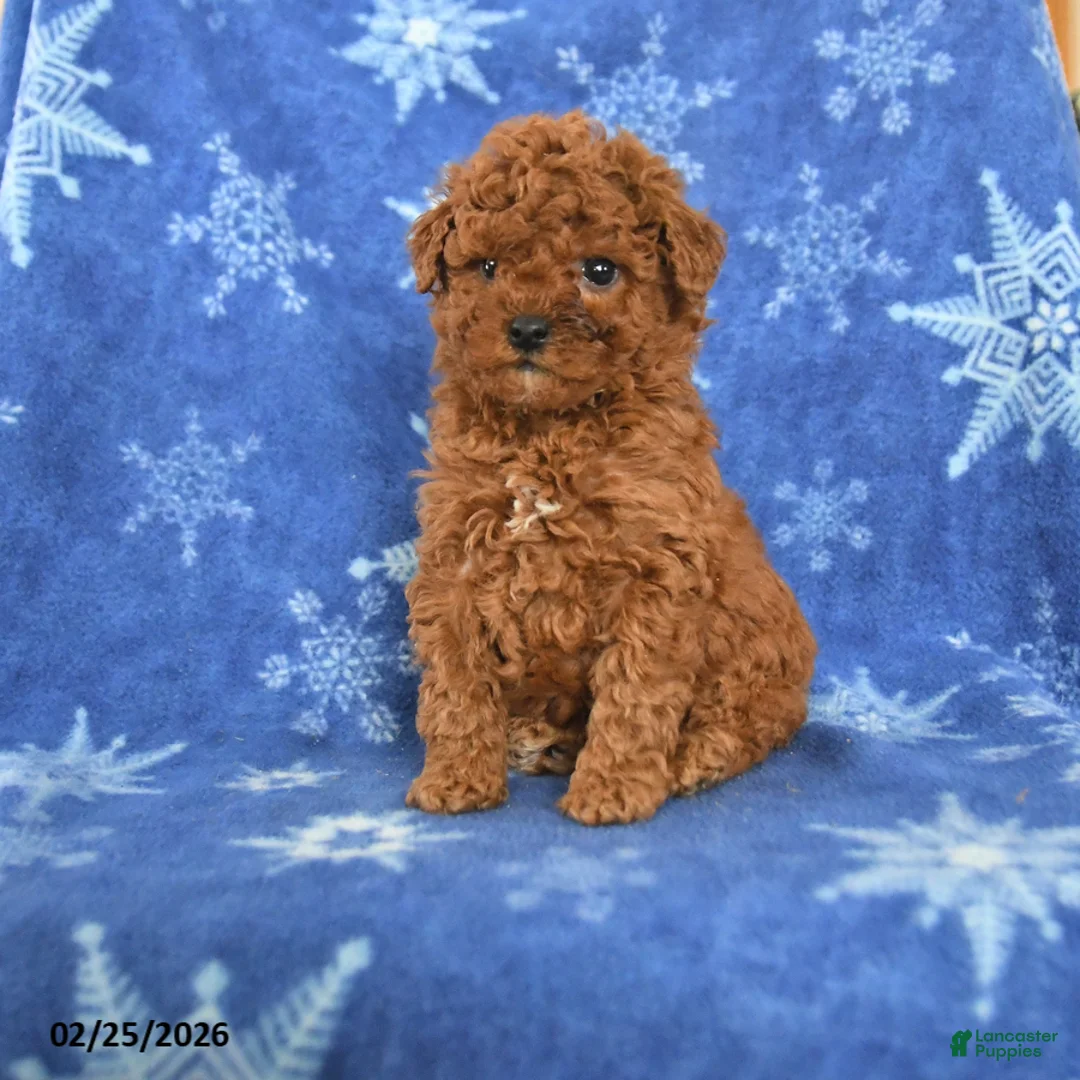 Miniature Poodle dogs for sale: Franklin - Ad 1