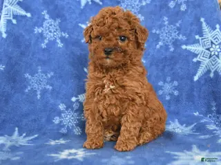 Miniature Poodle dogs for sale: Franklin - Ad 2