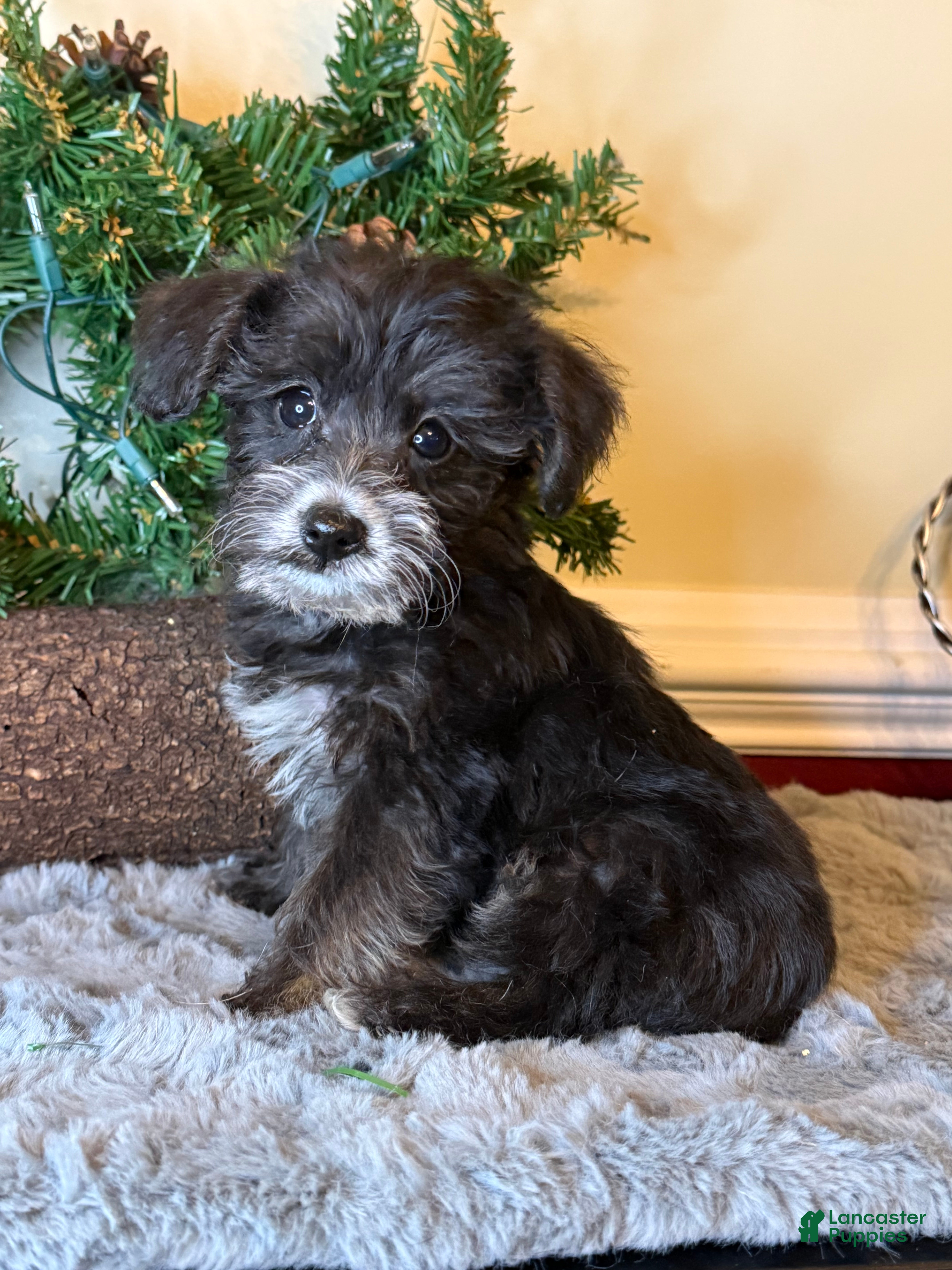 Yorkiepoo dogs Oreo - Ad 1