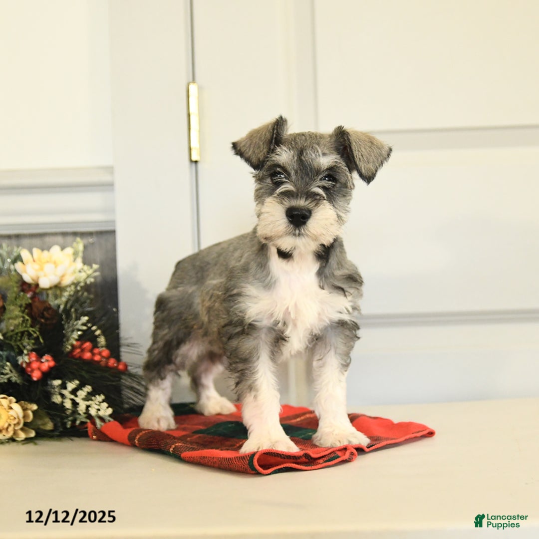 Miniature Schnauzer dogs for sale: Snowball - Ad 4