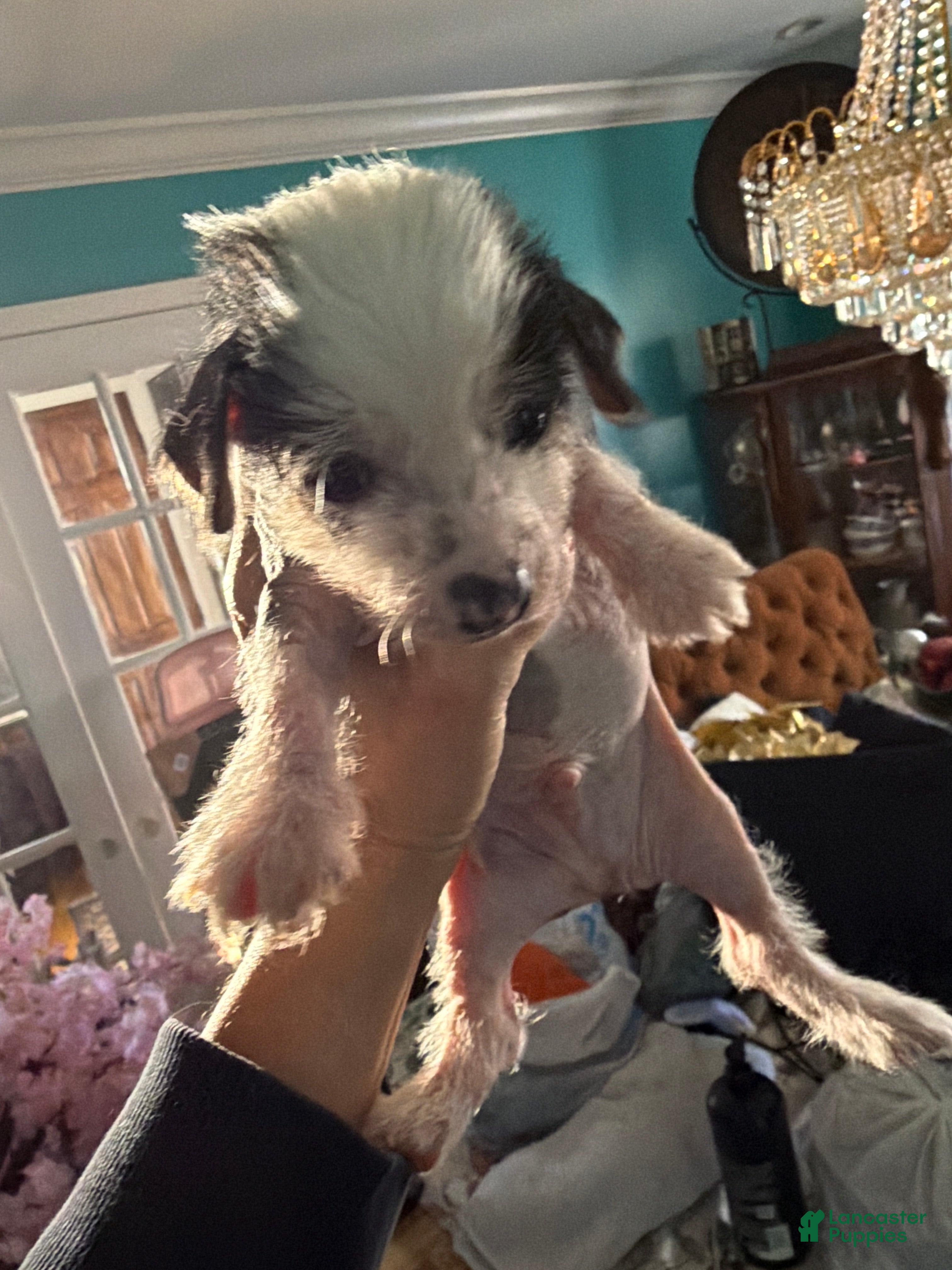 Chinese Crested dogs Chinese Crested Puppy 1 - Ad 2