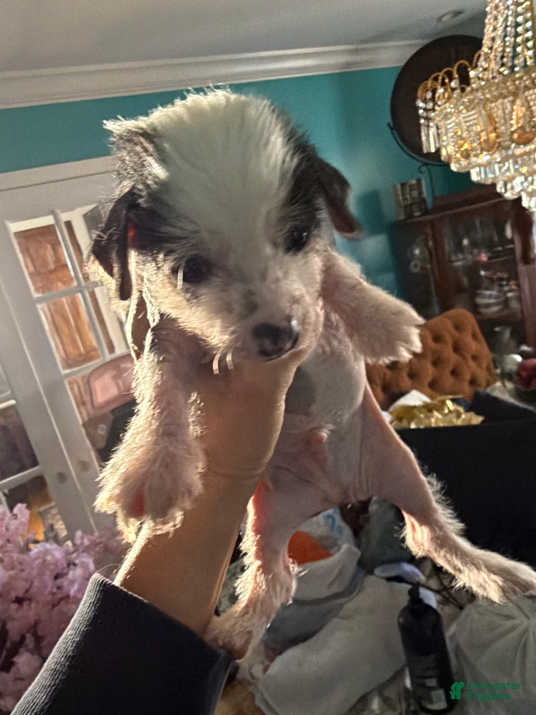 Chinese Crested dogs for sale: Chinese Crested Puppy 1 - Ad 2
