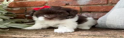 Havapoo dogs for sale: Bella - Ad 4