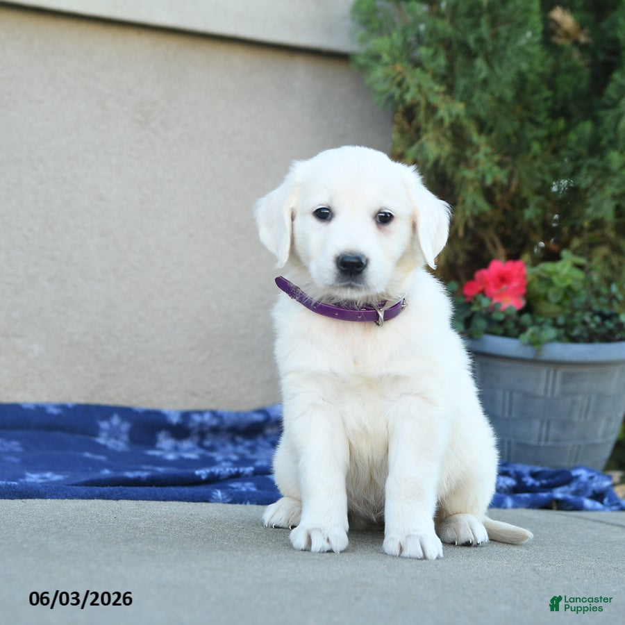 Golden Retriever dogs Fable - Ad 1