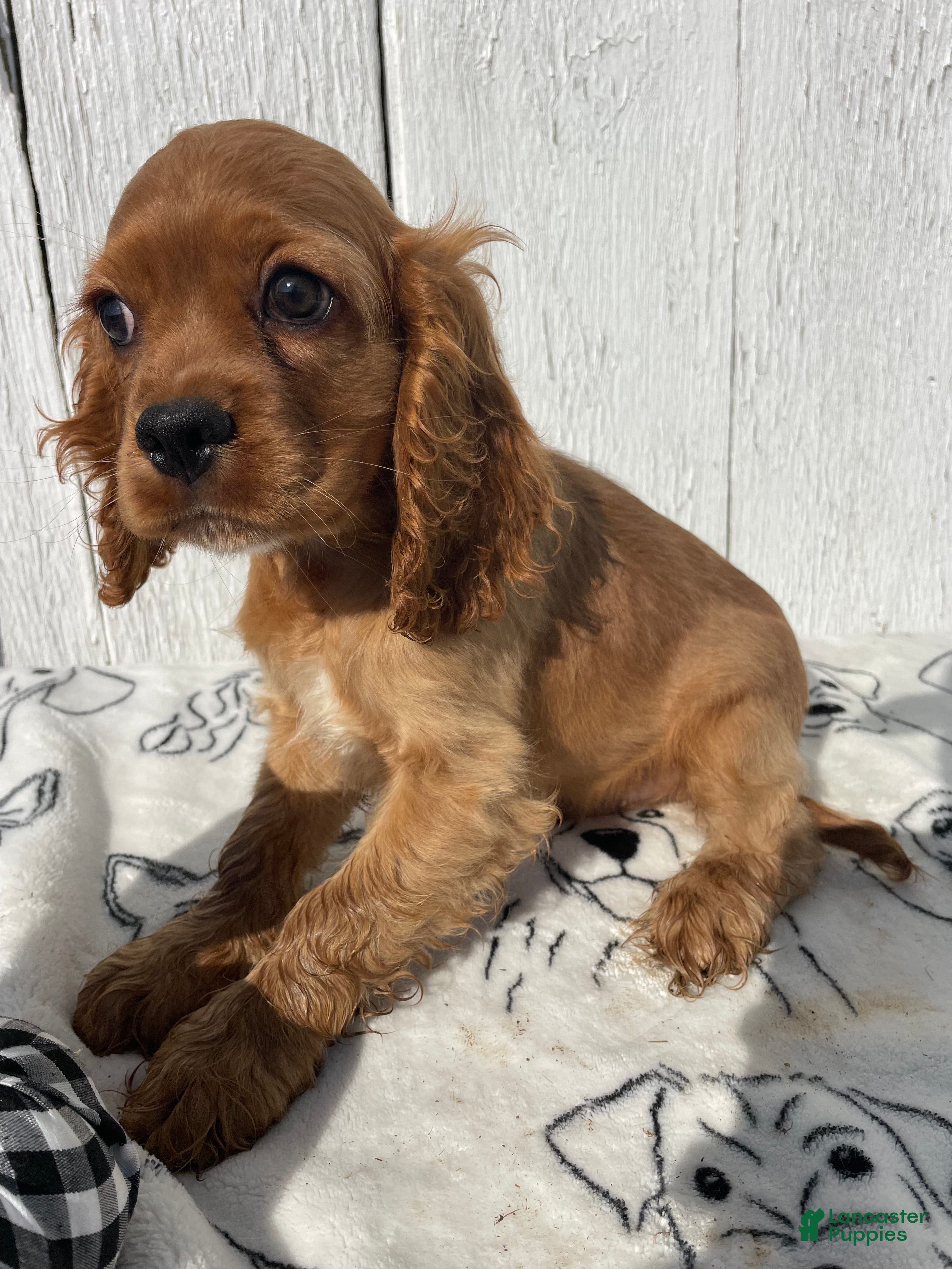 Niles (Cocker Spaniel, Male) in Lancaster, PA