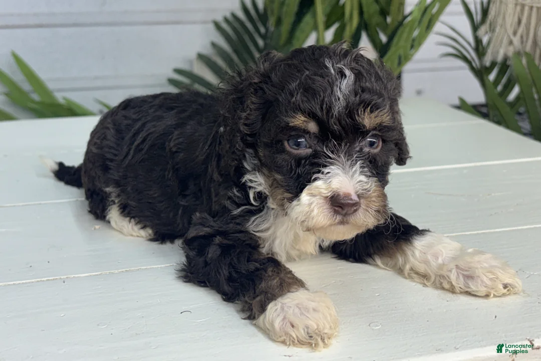 Mini Bernedoodle dogs for sale: Malta - Ad 2