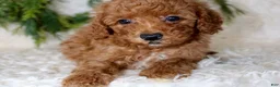 Cavapoo dogs for sale: Cavapoo 2 - Ad 2