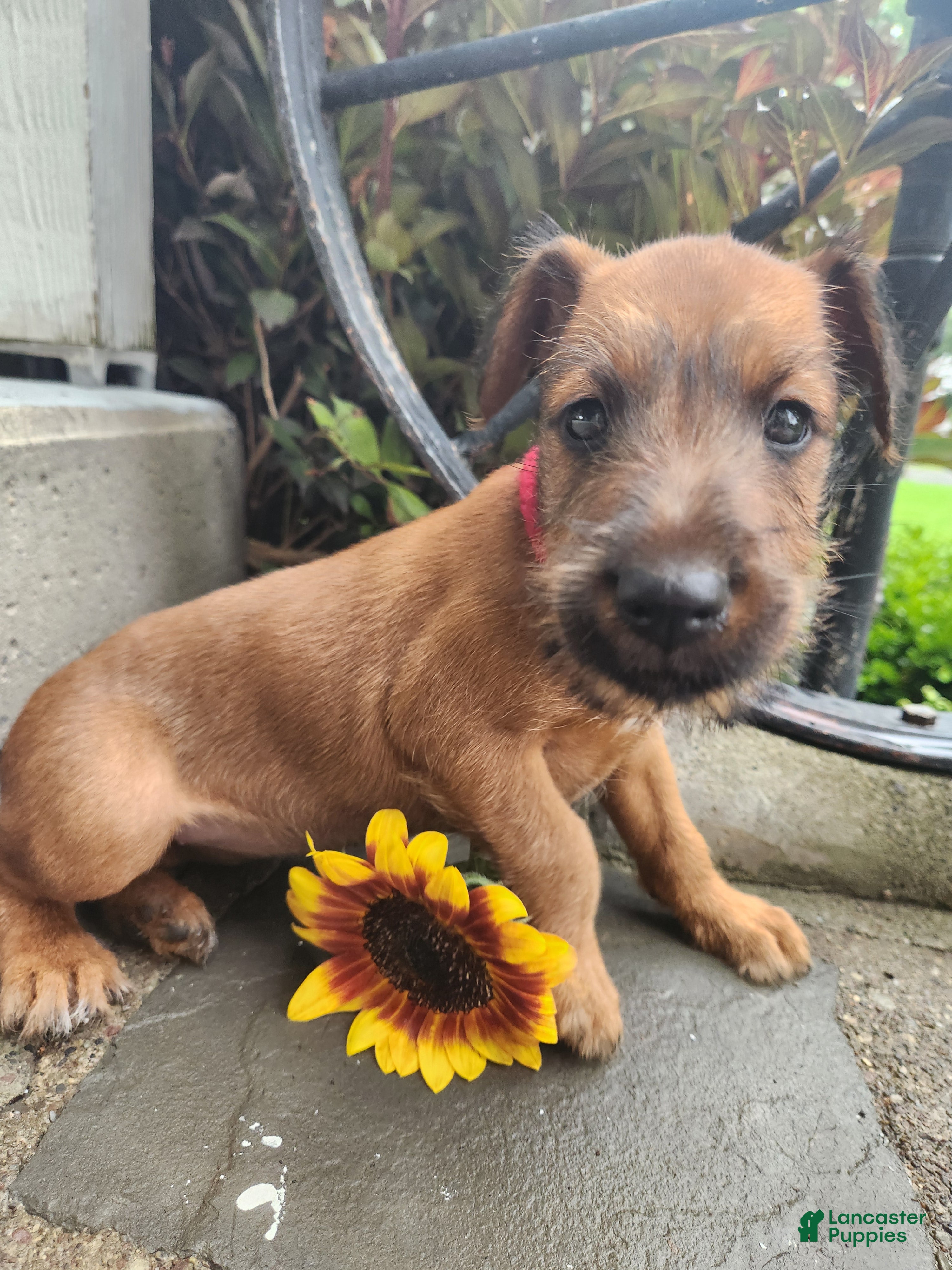 Irish Terrier dogs Ripley - Ad 2
