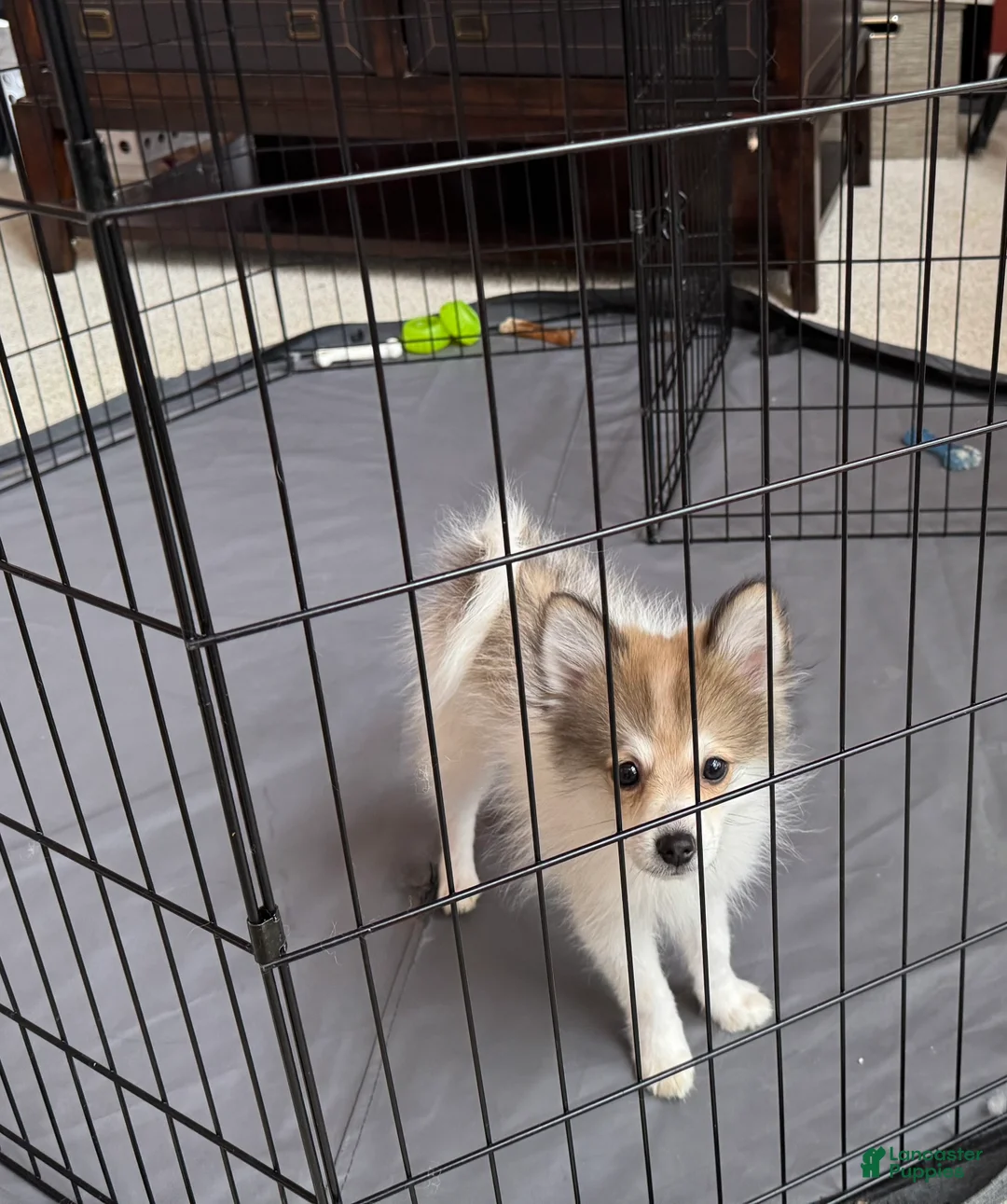 Pomeranian dogs for sale: Pomeranian 5 - Ad 1