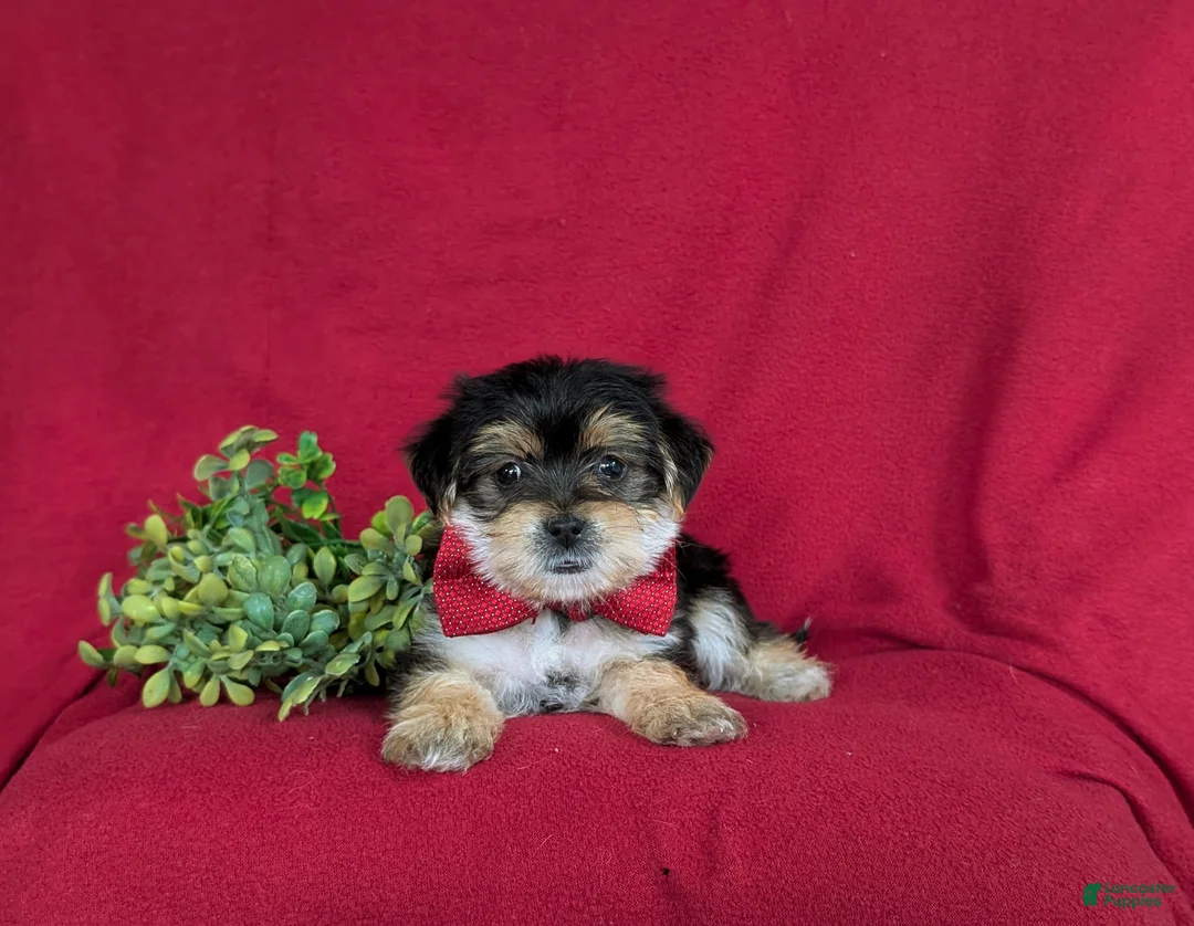 Morkie dogs for sale: Bennet 7 lbs Full Grown - Ad 5