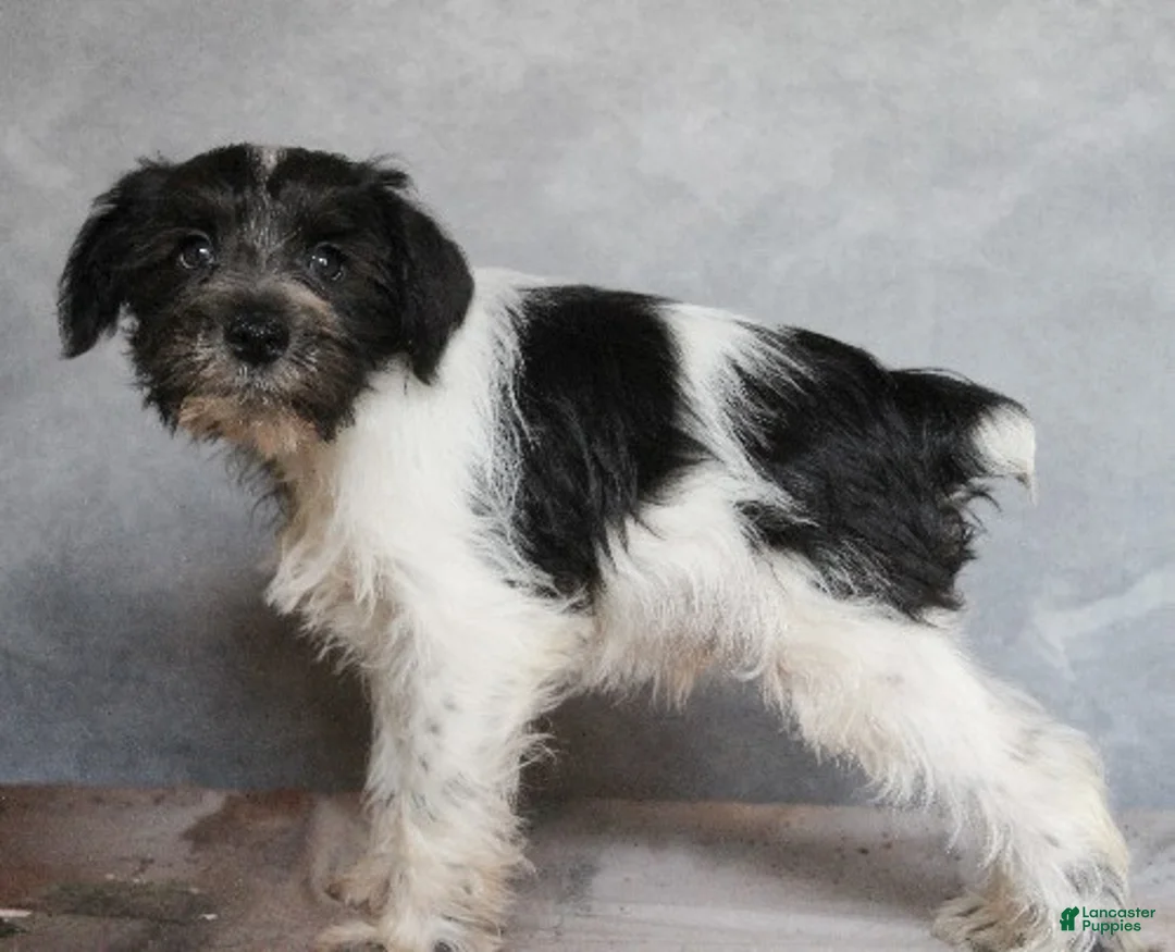 Miniature Schnauzer dogs for sale: Koda - Ad 2