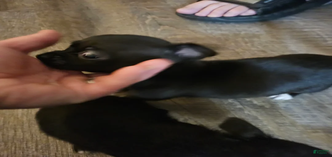 Gallery Image {{count}}