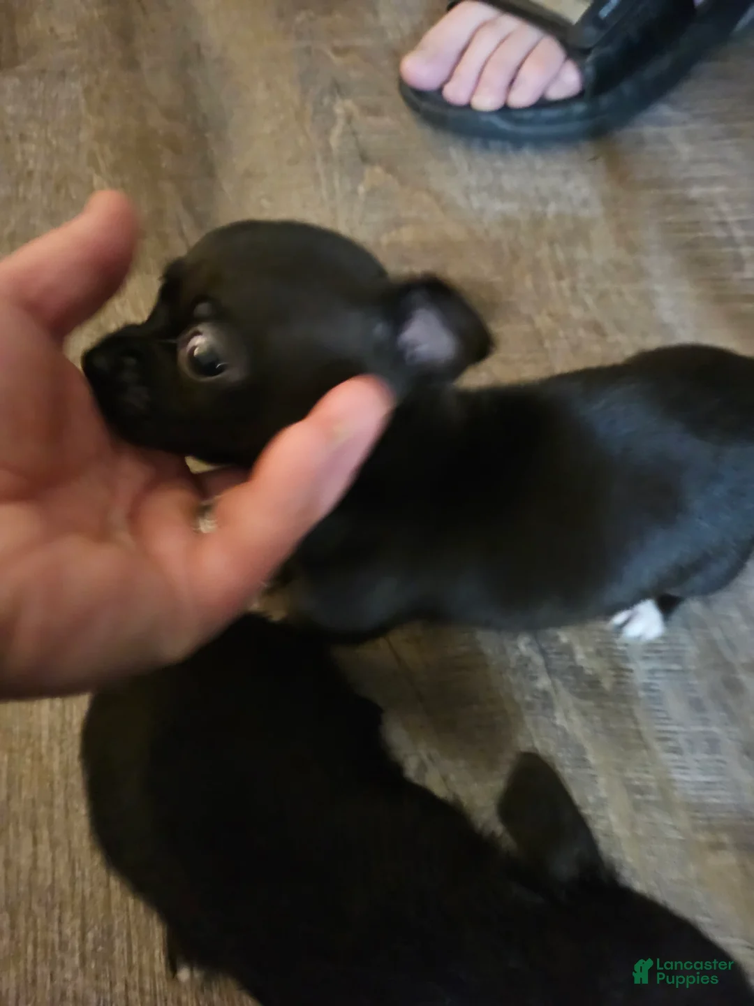 Gallery Image {{count}}