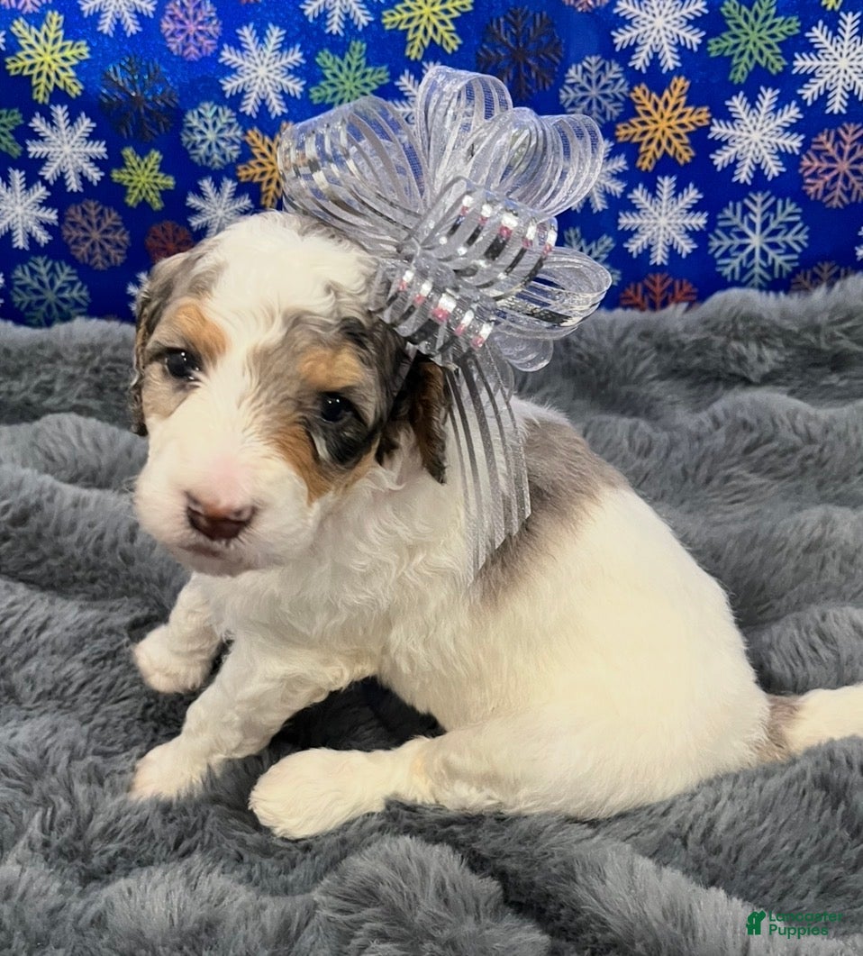 Bernedoodle dogs Rose - Ad 8