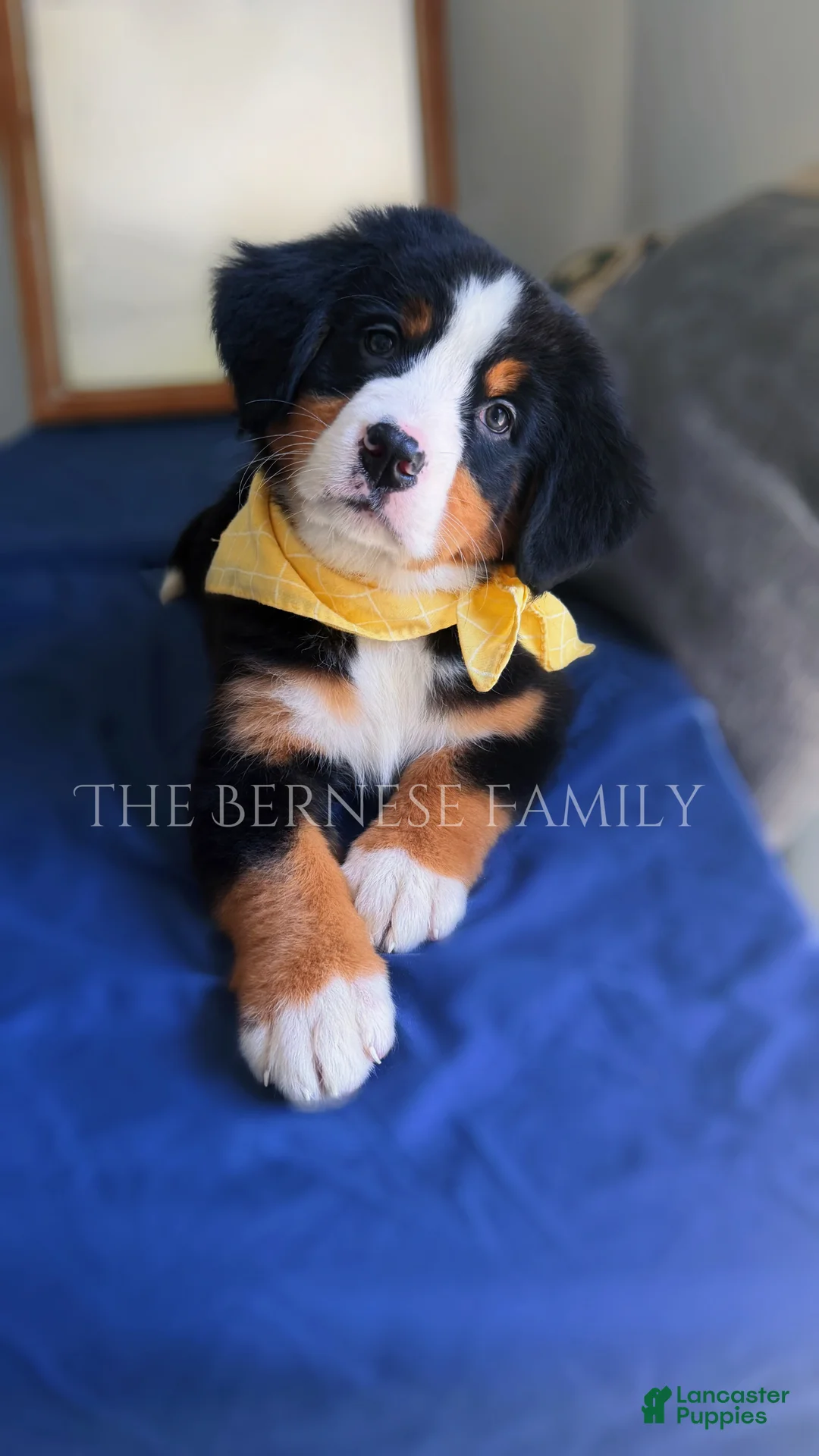 Bernese Mountain Dog dogs for sale: Melly - Ad 1
