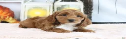 Mini Goldendoodle dogs for sale: Fluffy - Ad 4