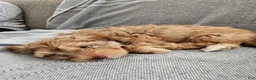 Havapoo dogs for sale: Jordie - Ad 8
