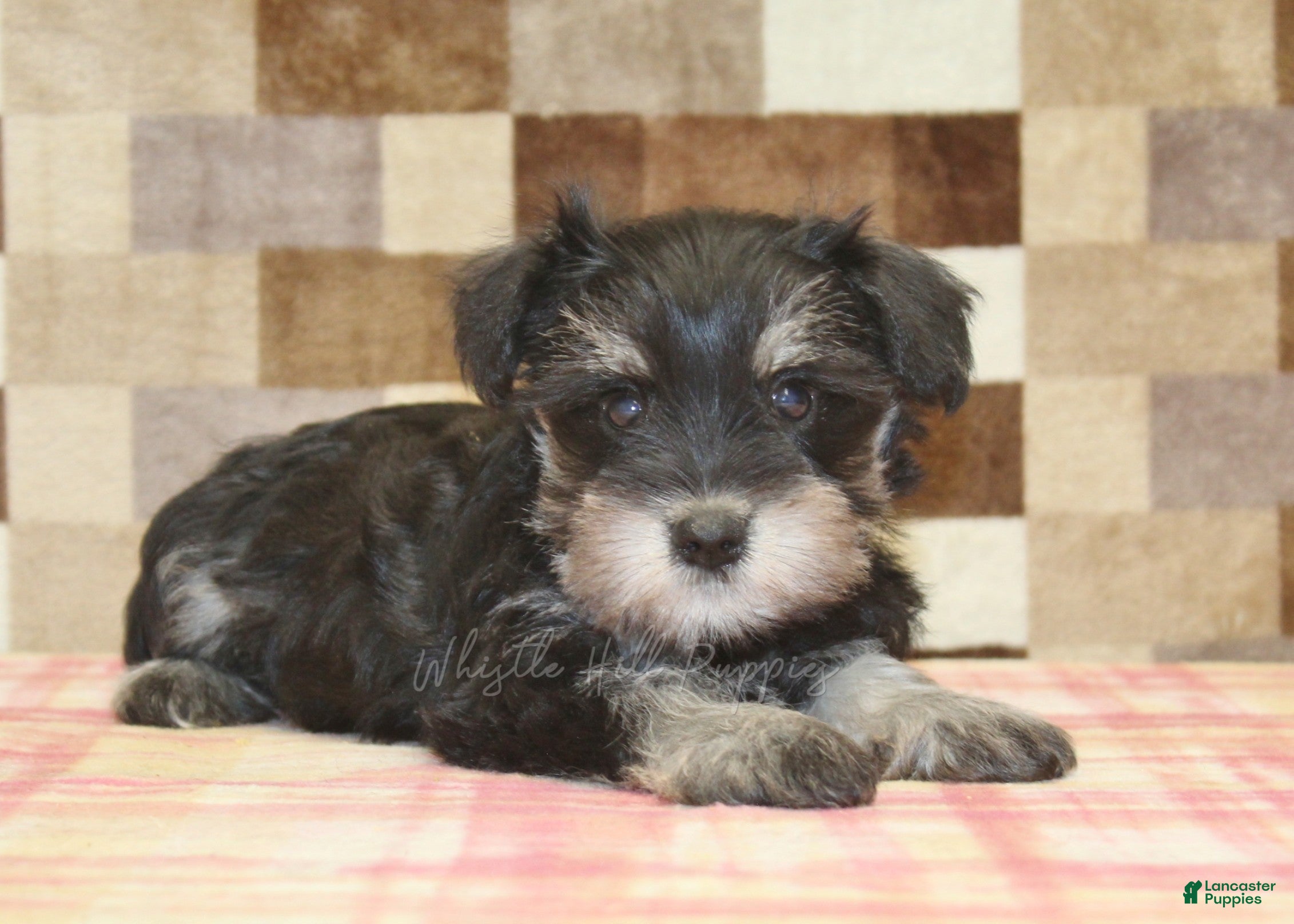 Miniature Schnauzer dogs Emma - Ad 2