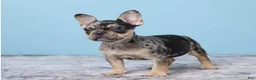 French Bulldog dogs for sale: Buddy Boy - Ad 3