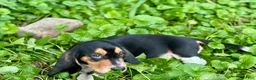 Basset Hound dogs for sale: Avery  - Ad 14