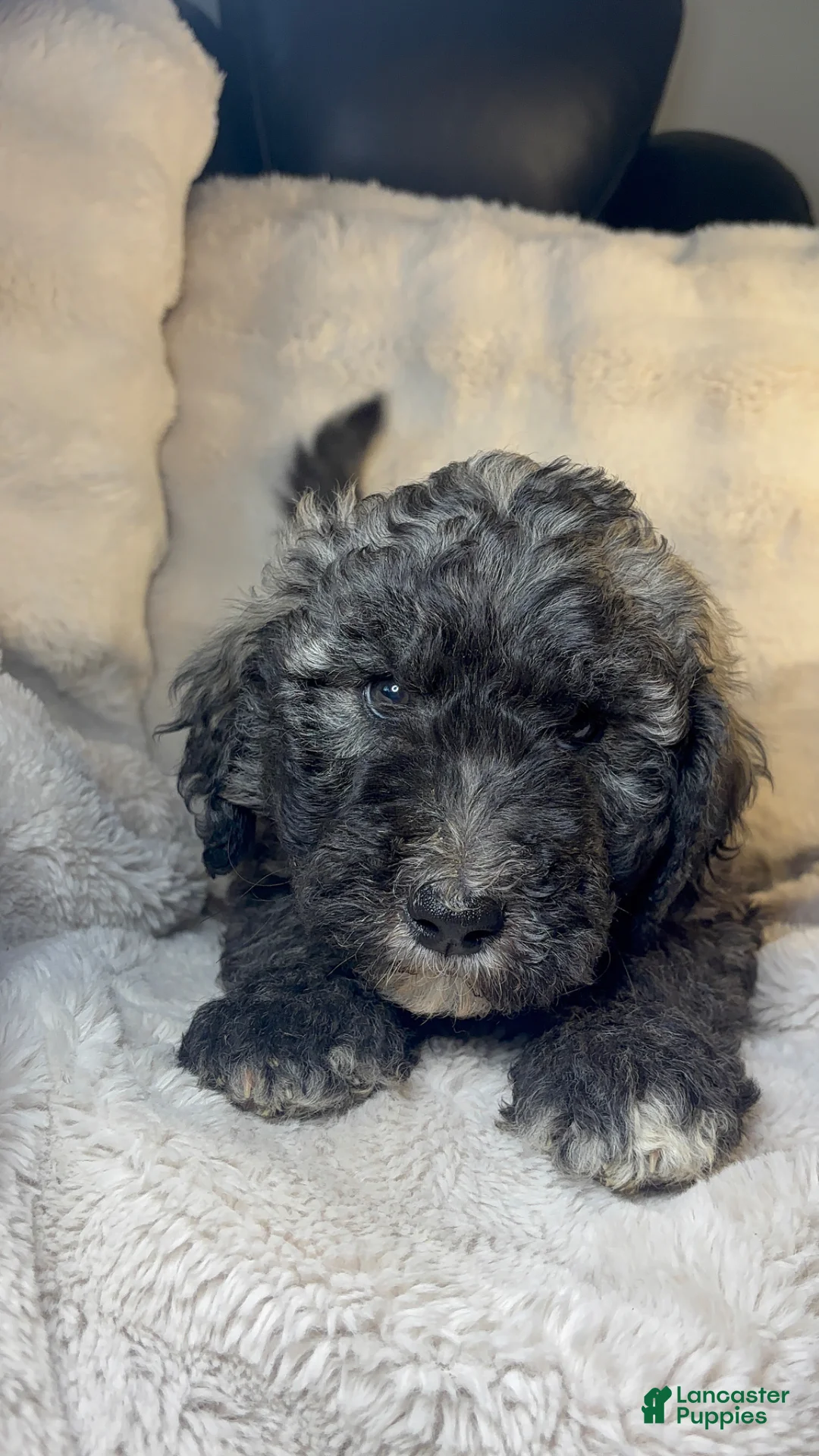 Double Doodle dogs for sale: Double Doodle Puppy 6 - Ad 1