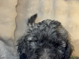 Double Doodle dogs Double Doodle Puppy 6 - Ad 3