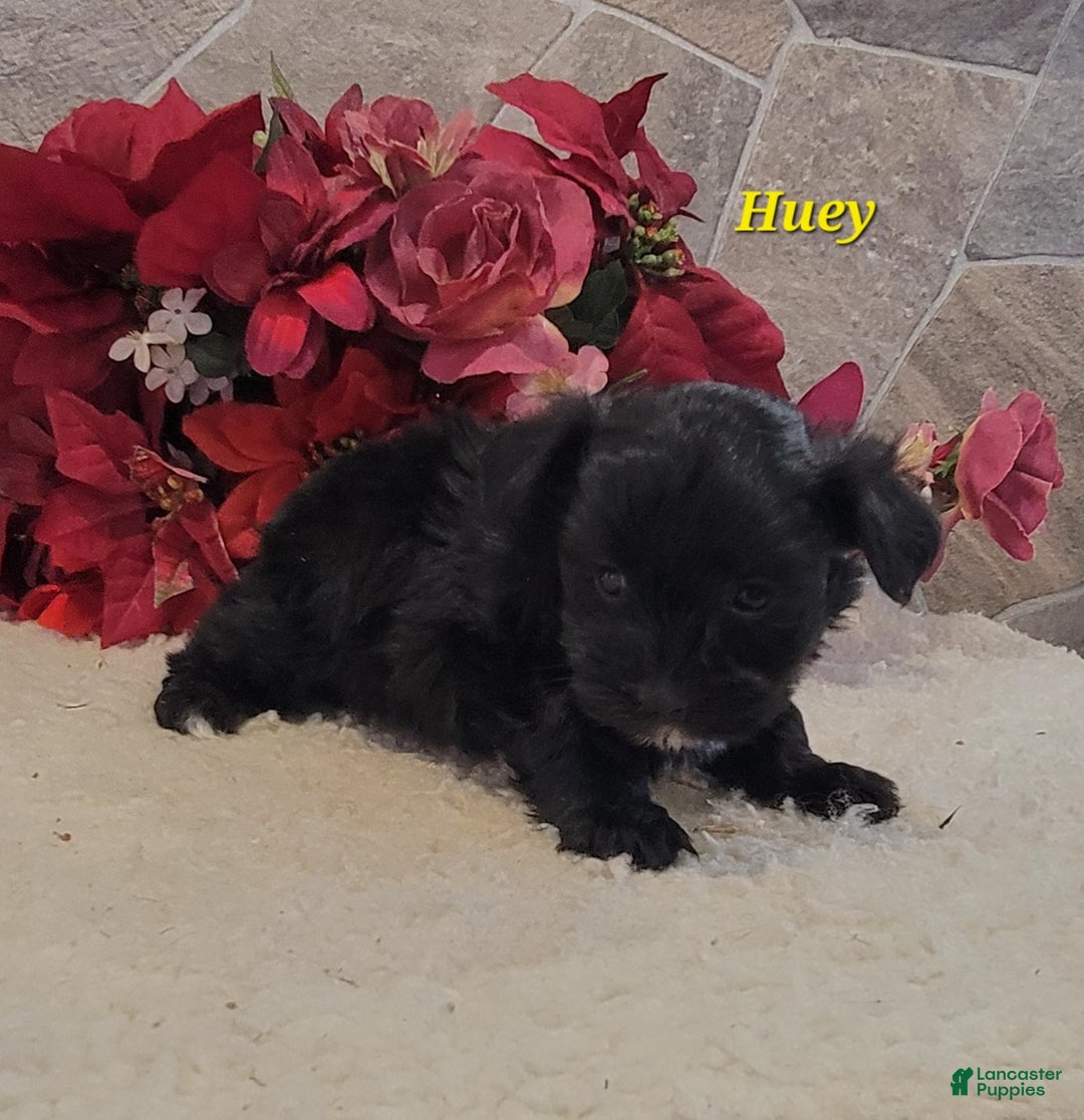 Morkie dogs for sale: Huey - Ad 4