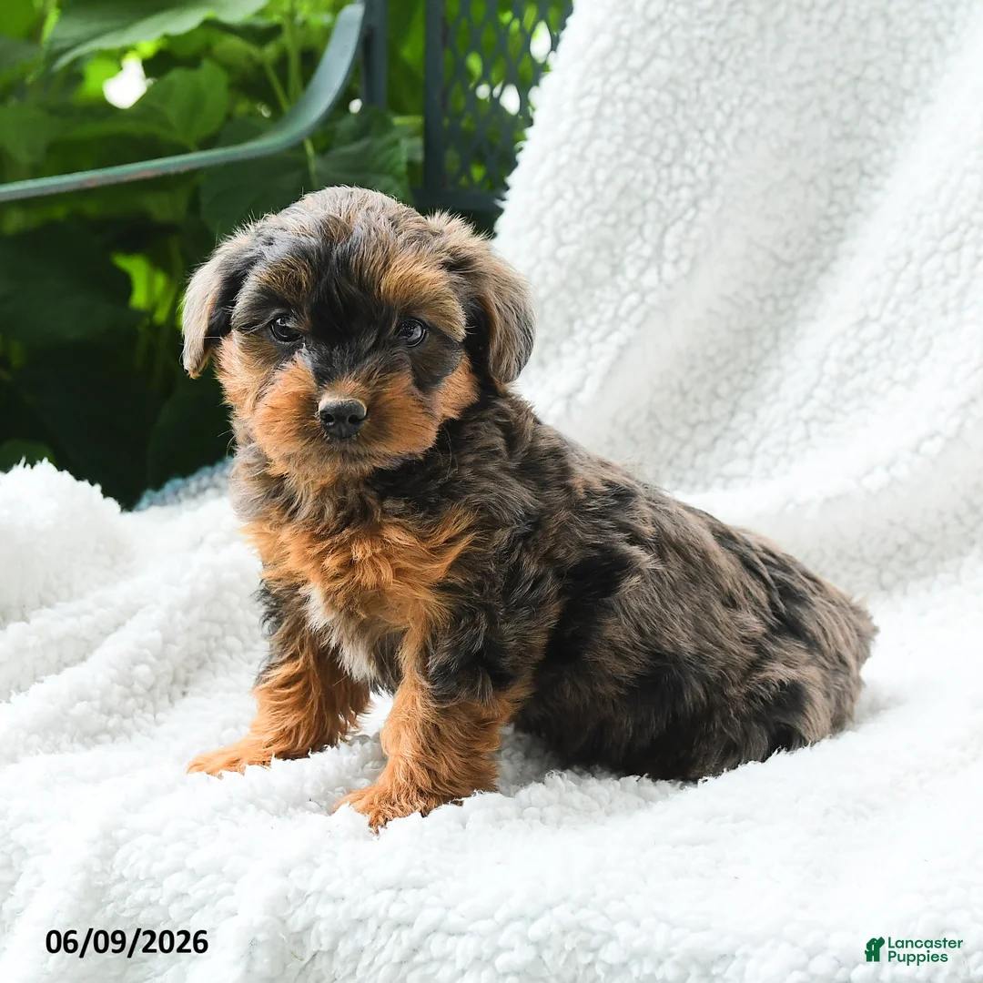 Yorkiepoo dogs for sale: Maika - Ad 1