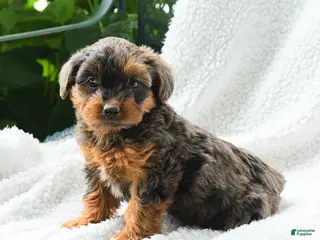 Yorkiepoo dogs for sale: Maika - Ad 1