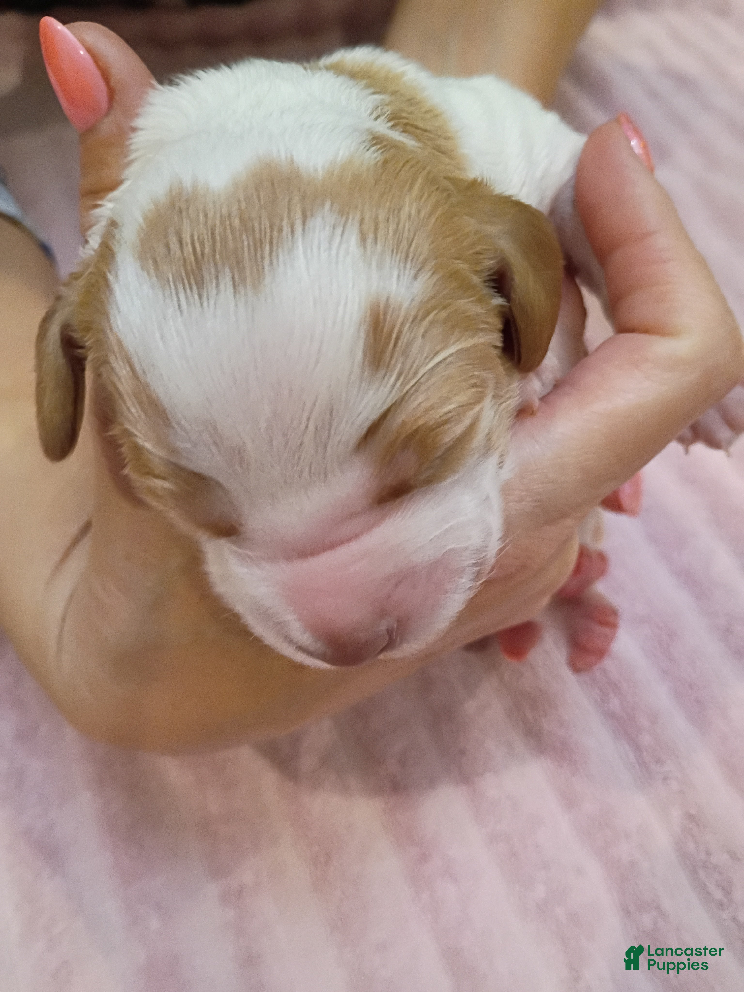 Brittany Spaniel dogs Brittany Spaniel 3 - Ad 2