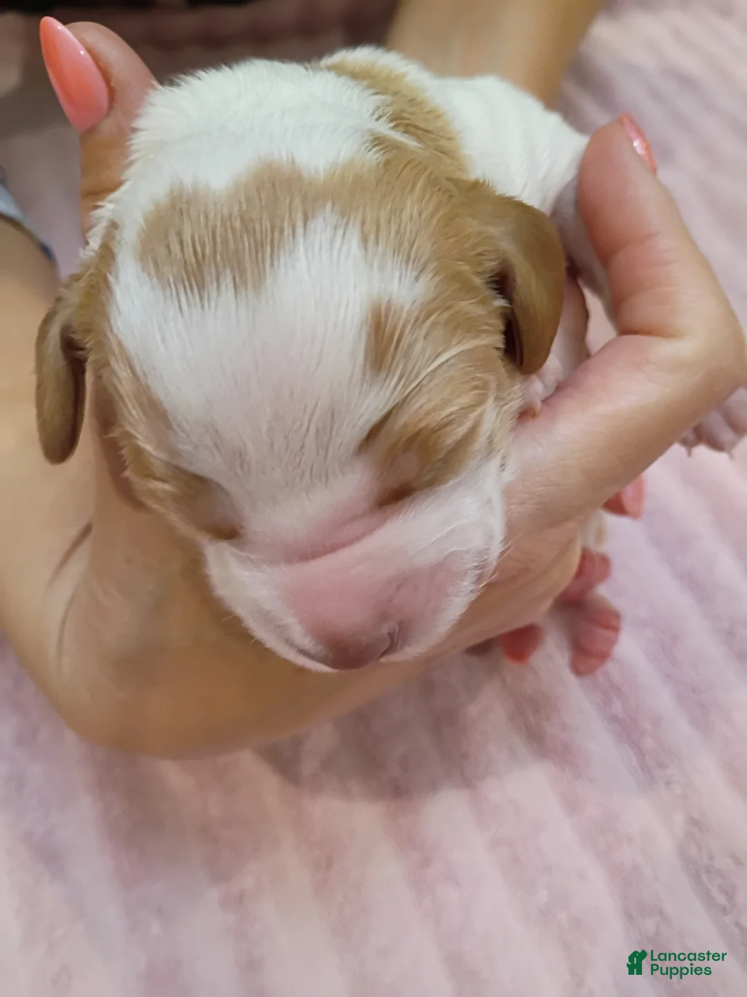 Brittany Spaniel dogs for sale: Brittany Spaniel 3 - Ad 2