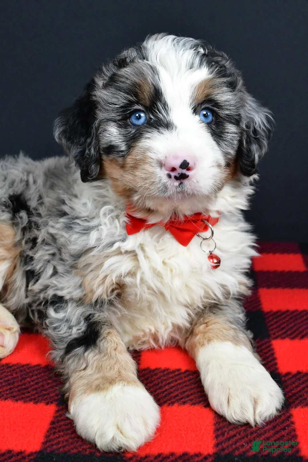 Mini Bernedoodle dogs for sale: Bobby - Ad 3